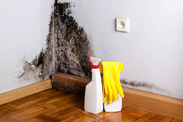 Best HVAC Mold Remediation in Basehor, KS