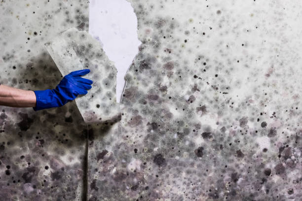 Best Localized Mold Remediation (e.g., coastal areas, humid climates) in Basehor, KS